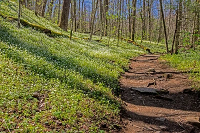 porters creek trail is one of the best things to do in Gatlinburg in spring